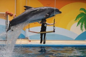 Стамбульский дельфинарий — Море веселья