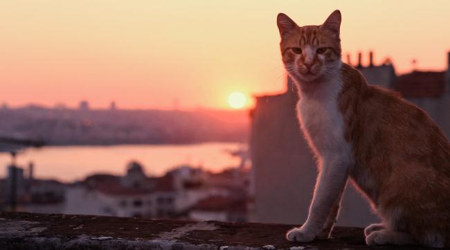 kedi-film-turcia